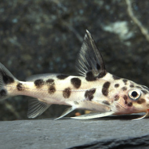 Synodontis aterrimus