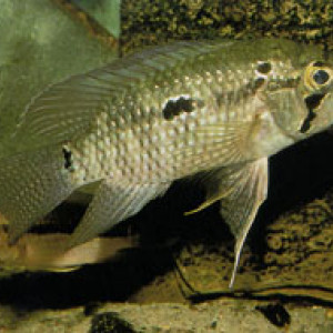 Acaronia nassa