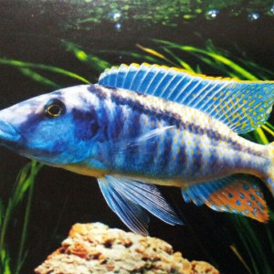 Lichnochromis acuticeps