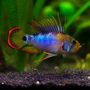 Apistogramma baenschi