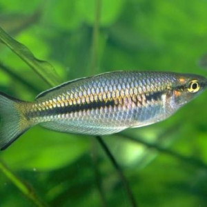 Melanotaenia arfakensis