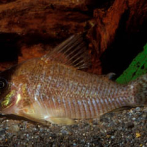 Corydoras approuaguensis