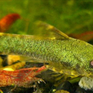 Hisonotus aky