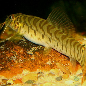 Acanthocobitis urophthalmus