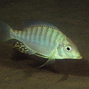 lethrinops altus