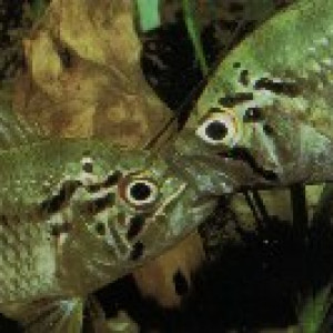Acaronia vultuosa