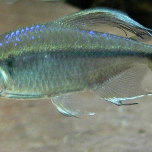 Alestopetersius caudalis