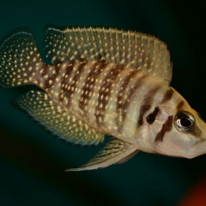 Alticorpus profundicola