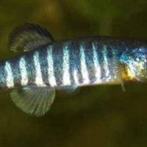 Aphanius sirhani