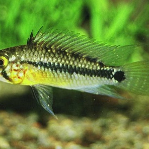 Apistogramma acrensis