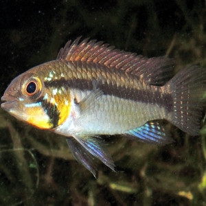 Apistogramma staecki