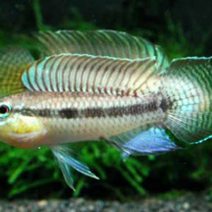 Apistogramma uaupesi