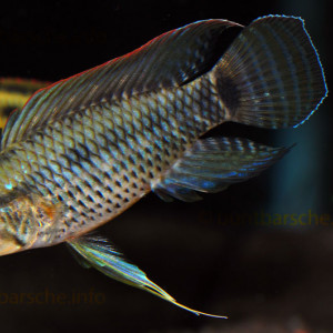 Apistogramma velifera