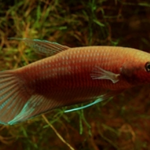 Betta akarensis