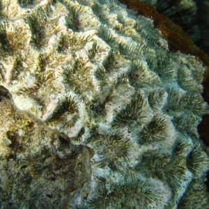 Acanthastrea ishigakiensis