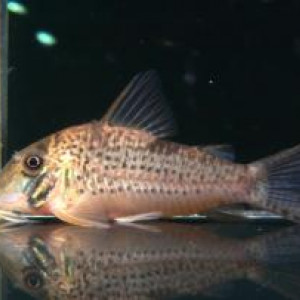 Corydoras areio