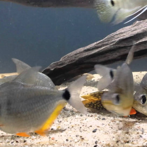 Tetragonopterus argenteus