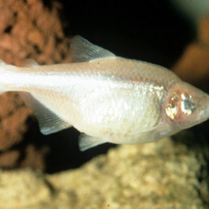 Astyanax jordani