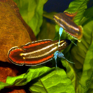 Parosphromenus anjunganensis