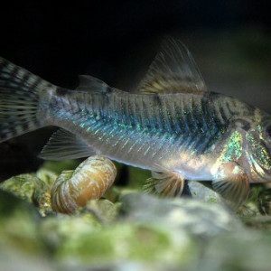 Corydoras aurofrenatus