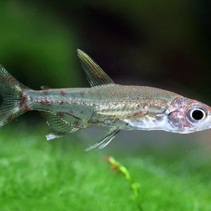 Lepidarchus adonis