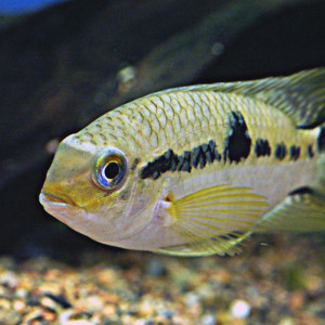 Aequidens patricki