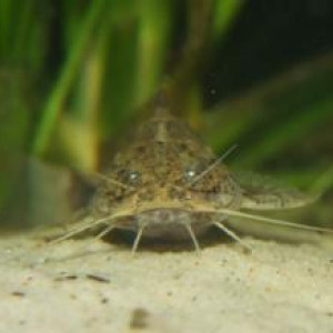 Akysis longifilis