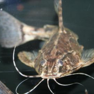 Amblydoras nauticus  