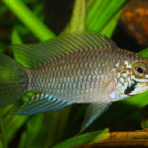 Apistogramma urteagai