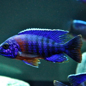 Aulonocara hansbaenschi