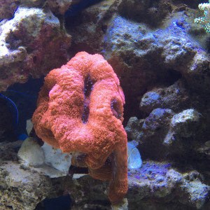 Acanthastrea bowerbanki