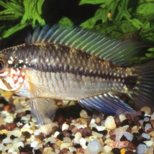 Apistogramma taeniata