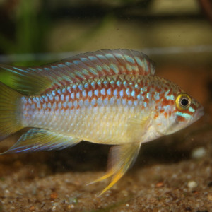 Apistogramma wapisana