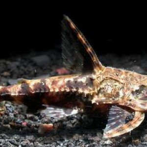 Astrodoras asterifrons