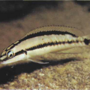 Telmatochromis brichardi