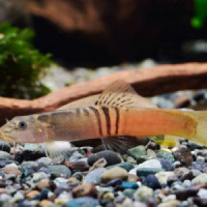 Schistura balteata