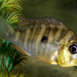 Gymnogeophagus balzanii