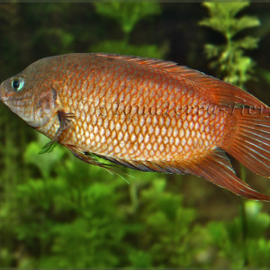 Belontia signata