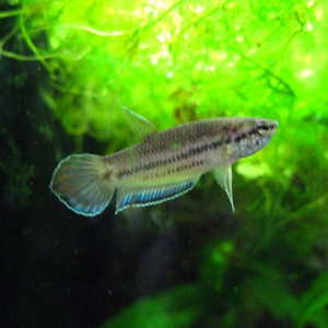Betta falx