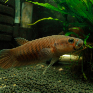 Betta patoti