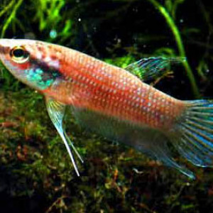 Betta pulchra