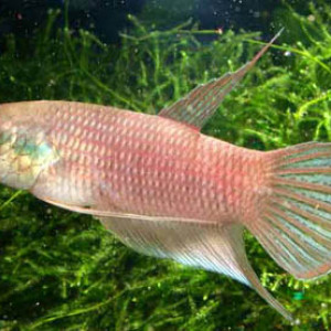 Betta schalleri