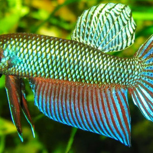 Betta stiktos