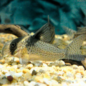 Corydoras brevirostris