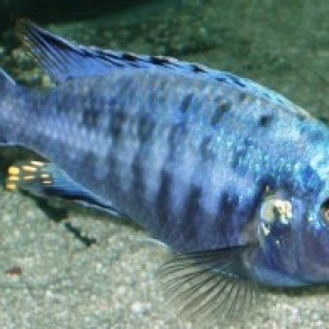 Melanochromis brevis