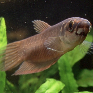 Betta chloropharynx