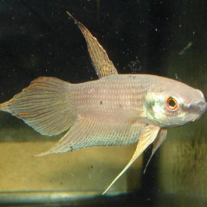 Betta raja