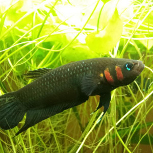 Betta strohi