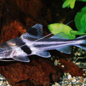 Pimelodus blochii