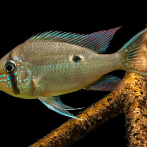 Biotodoma wavrini